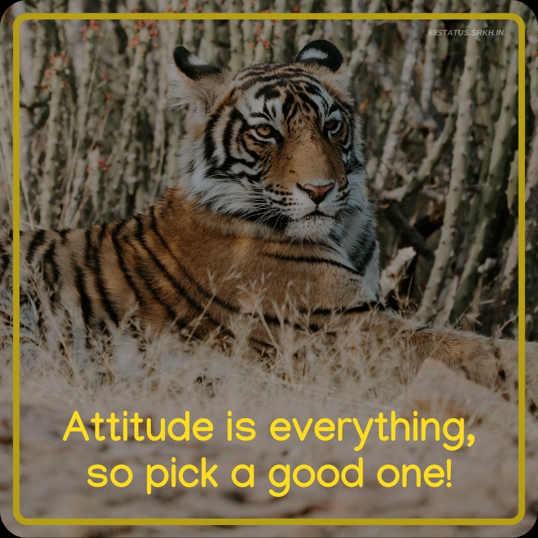 Attitude Images – Attitude is everything, so pick a good one