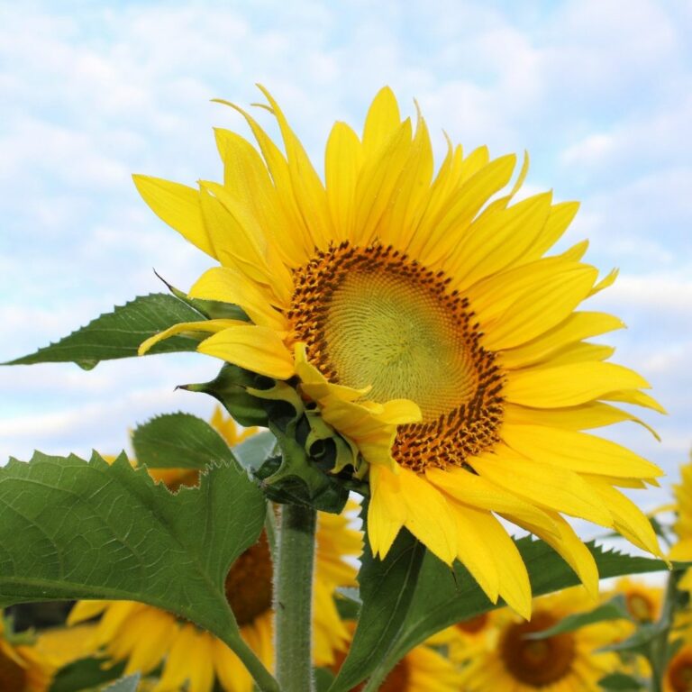 Beautiful Sunflower WhatsApp Dp Image full HD free download.