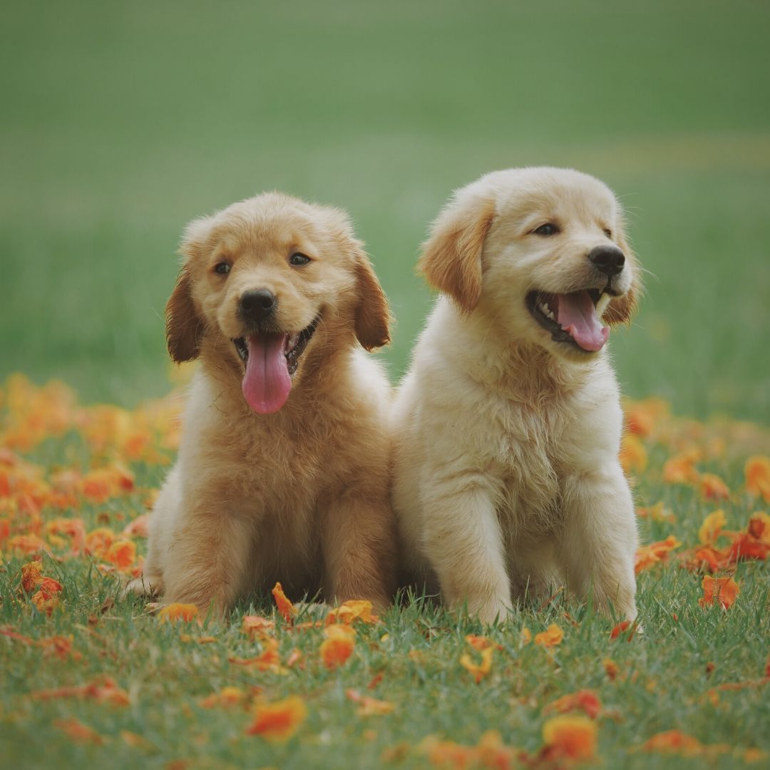  Cute Dog WhatsApp Dp Download free - Images SRkh
