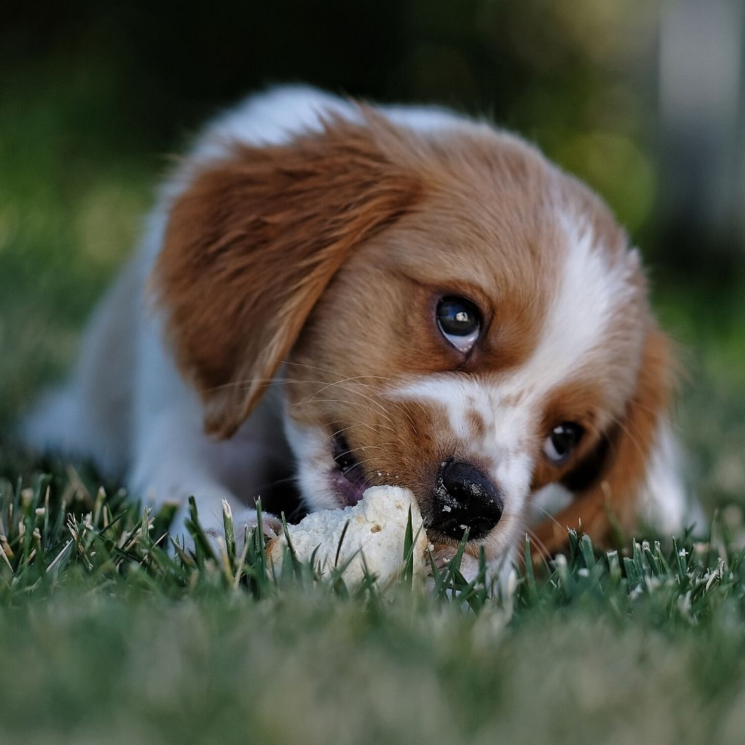  Cute baby dog WhatsApp Dp Image Download free - Images SRkh