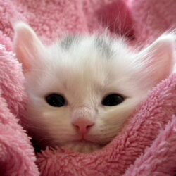 Cute cat under pink blanket WhatsApp Dp Image
