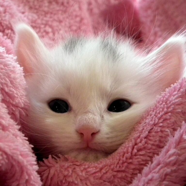 Cute cat under pink blanket WhatsApp Dp Image full HD free download.