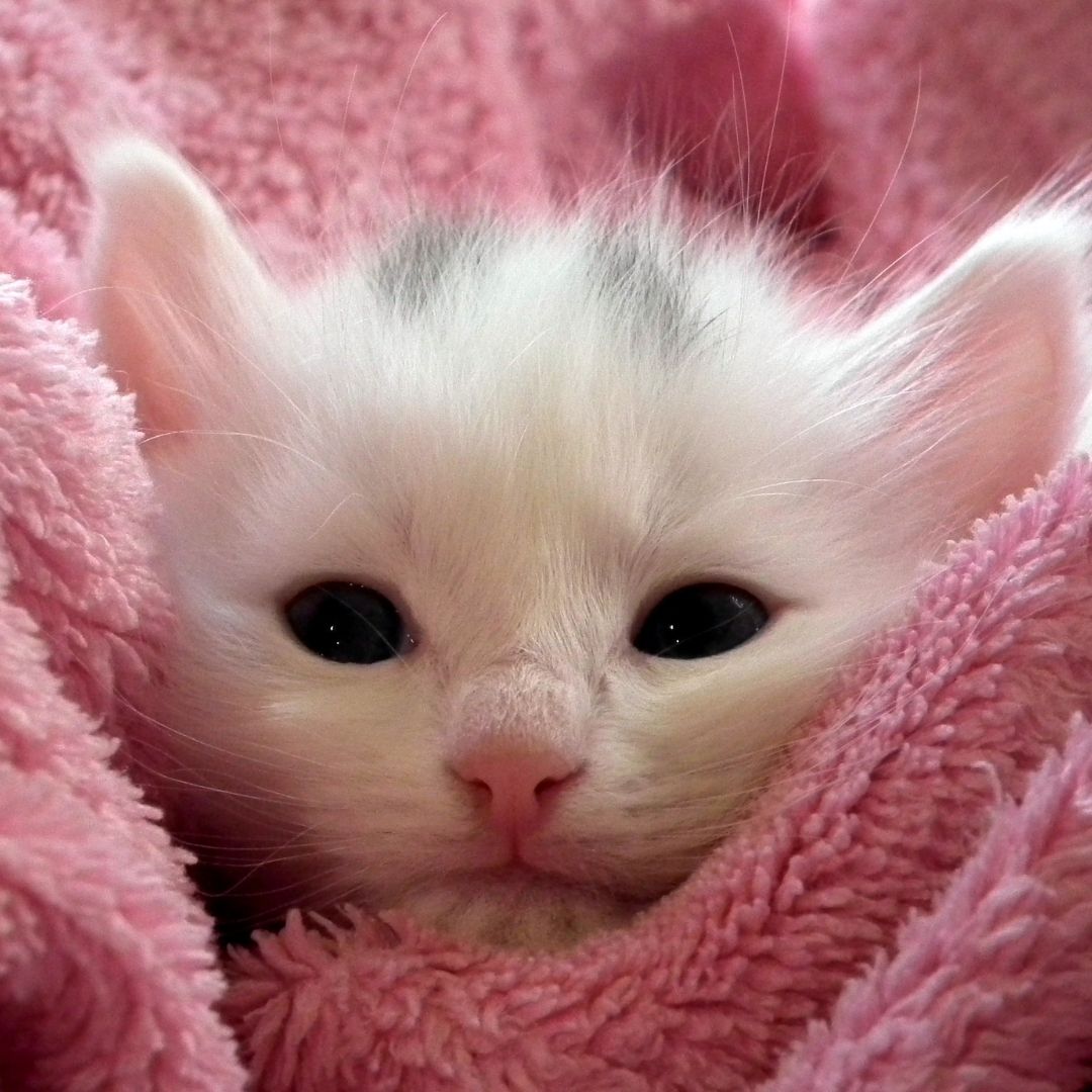  Cute cat under pink blanket WhatsApp Dp Image Download free ...