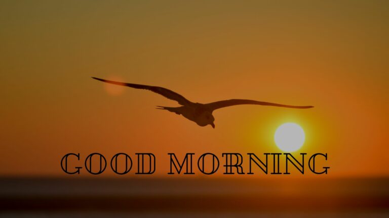 Good Morning Bird Flying Sun Rising Image full HD free download.