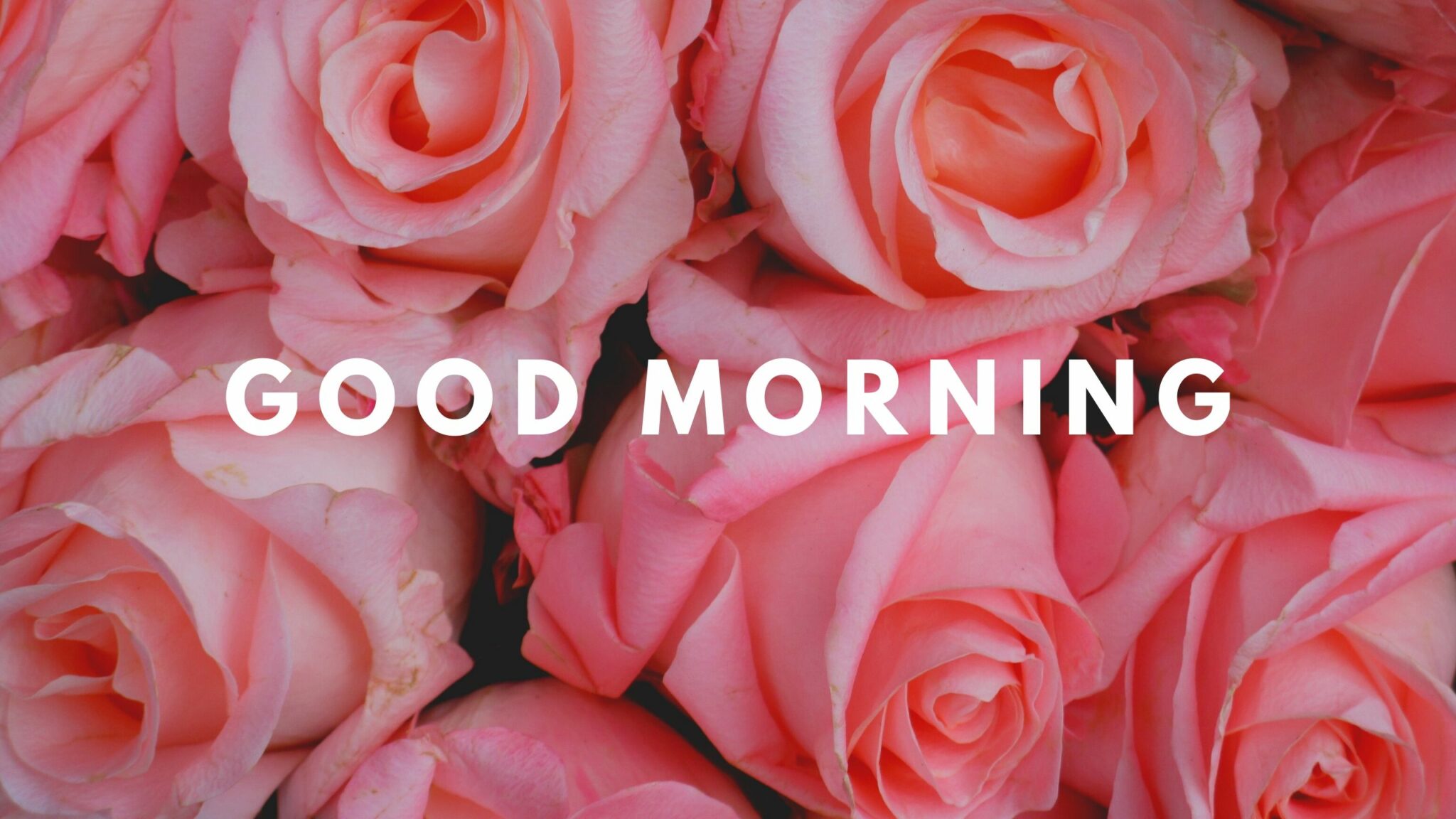 Good Morning Flower Rose Pink Image