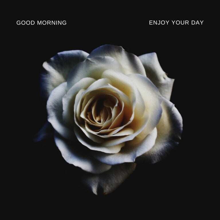 Good Morning Flower White Rose Image Enjoy your day full HD free download.