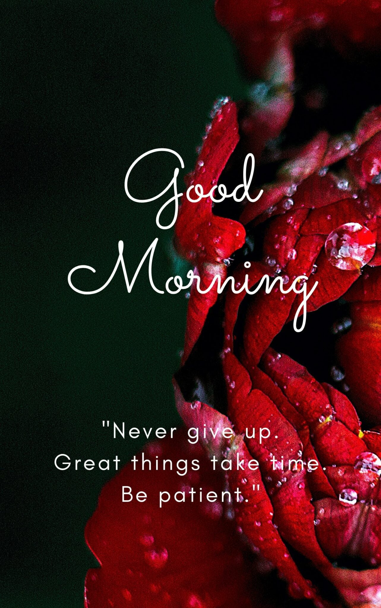 Good Morning Image with Flower and quote. Never Give up. Great things take time