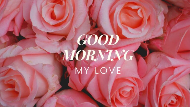 Good Morning My Love Flower Pink Rose full HD free download.