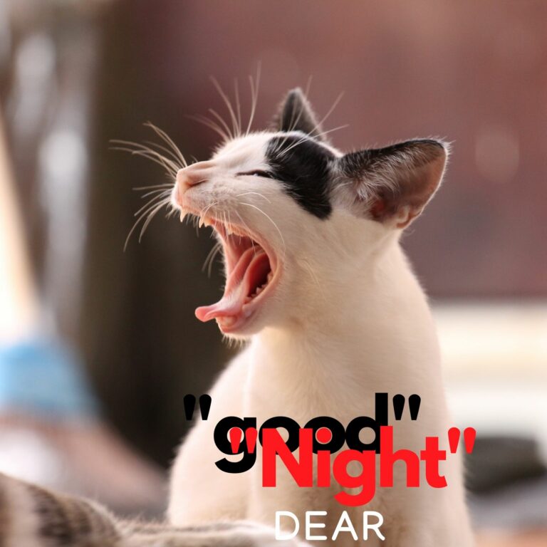 Good Night Dear Sleepy cat image full HD free download.