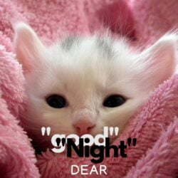 Good Night Dear cute cat image