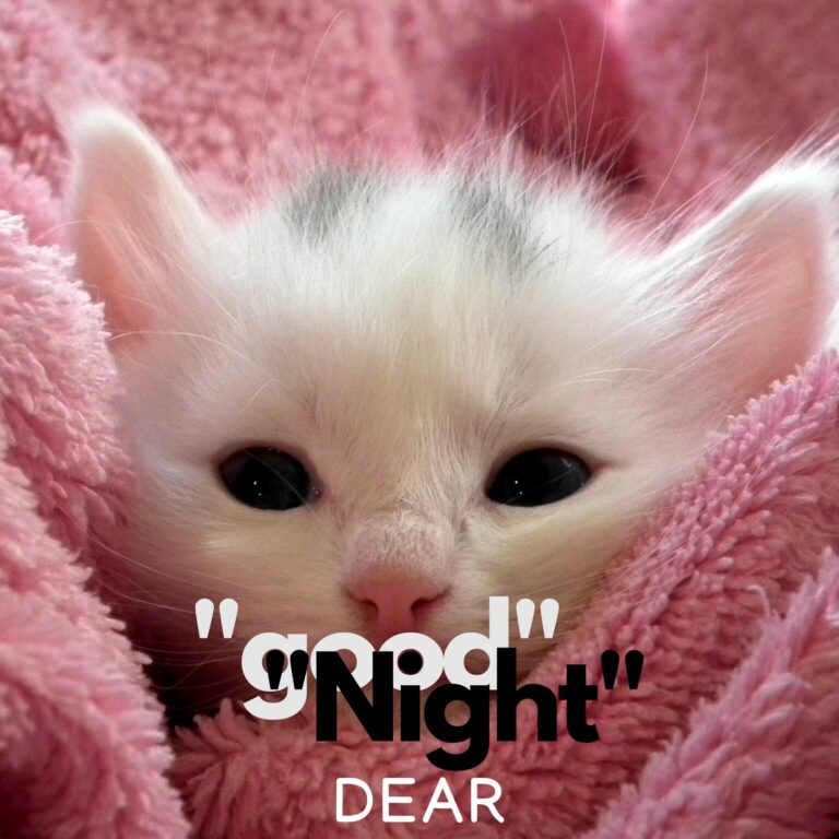 Good Night Dear cute cat image full HD free download.