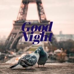 Good Night Love Birds