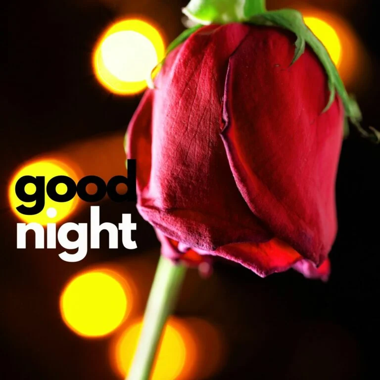 Good Night Rose image full HD free download.