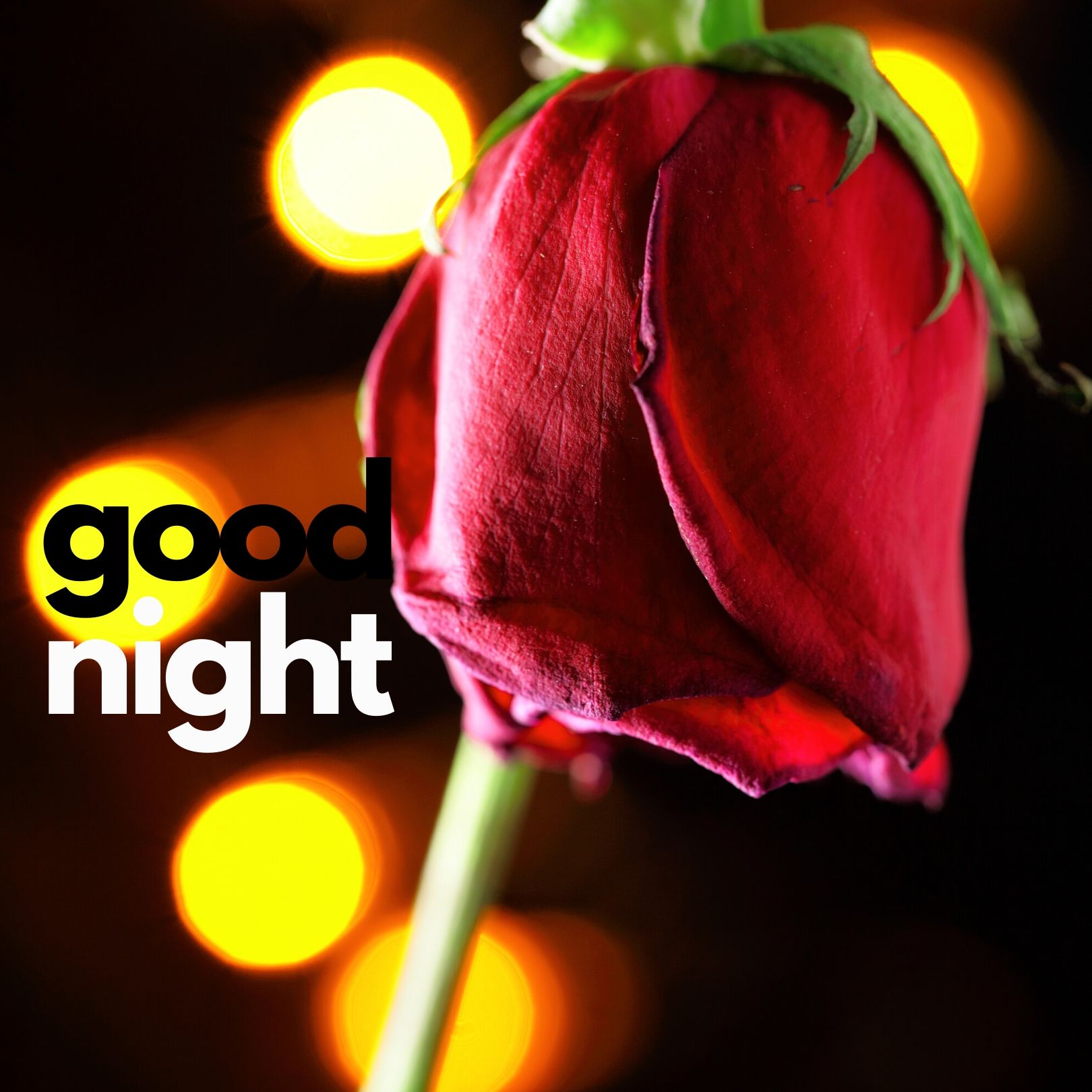 🔥 Good Night Rose image Download free - Images SRkh