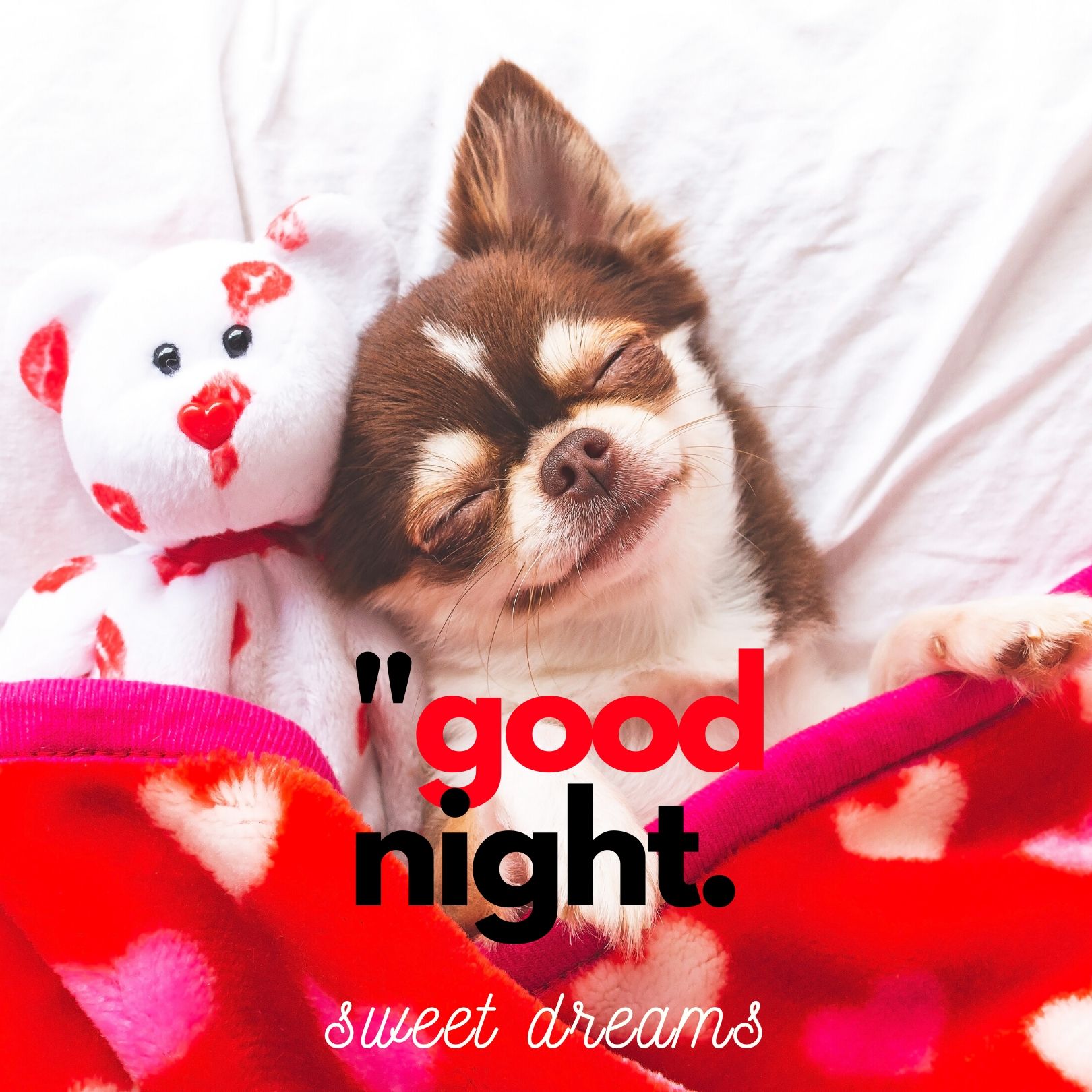 Good Night Sweet Dreams Cute Dog Image