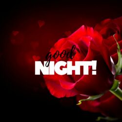 Good Night flower ros image