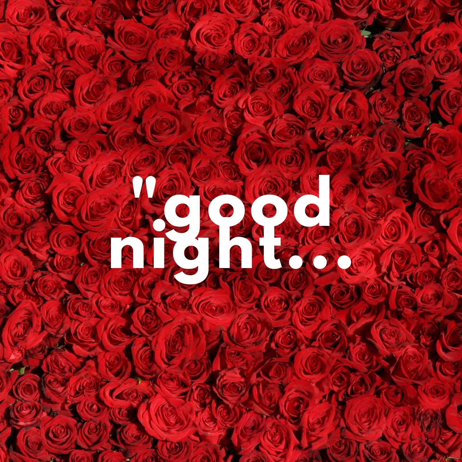 Good Night rose photo hd