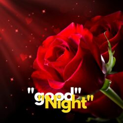 Good Night rose pic hd