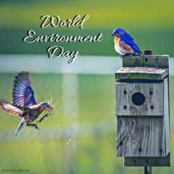 Images of World Environment Day HD Birds