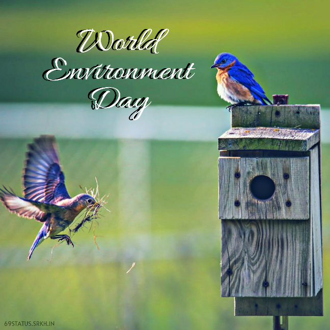 Images of World Environment Day HD Birds full HD free download.