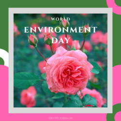 Images of World Environment Day Rose