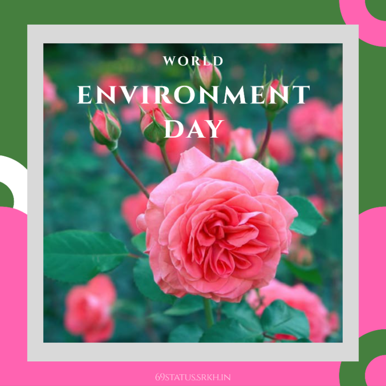 Images of World Environment Day Rose full HD free download.