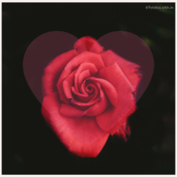 Love Rose image hd