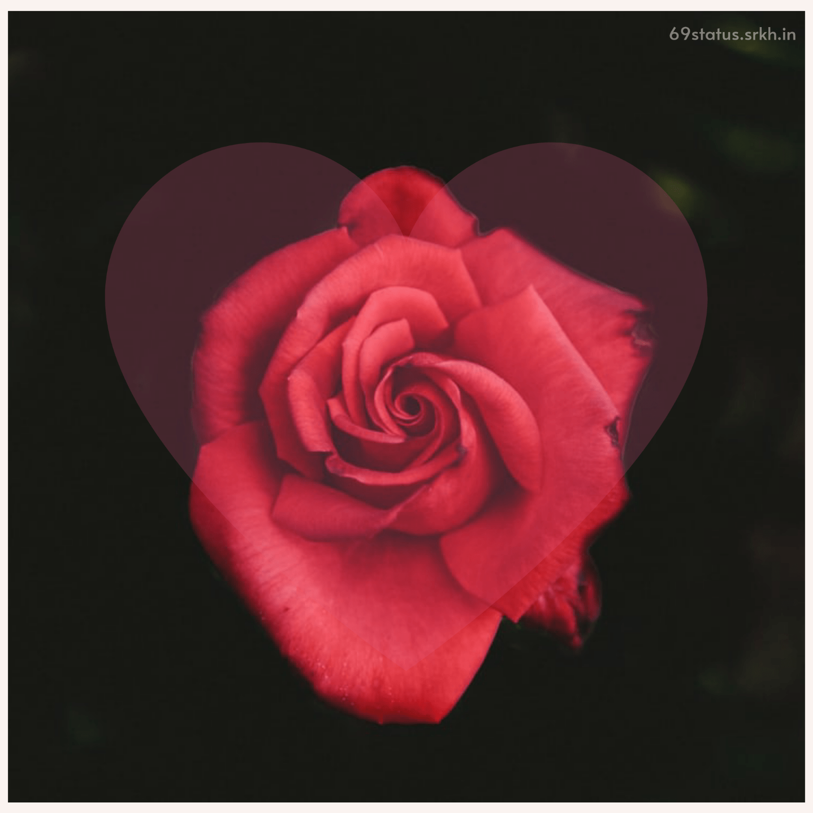 Love Rose image hd