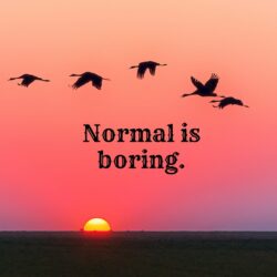Normal is Boring Image Dp