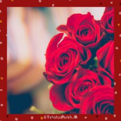 Red rose image for Love