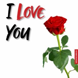 Rose images with I Love You