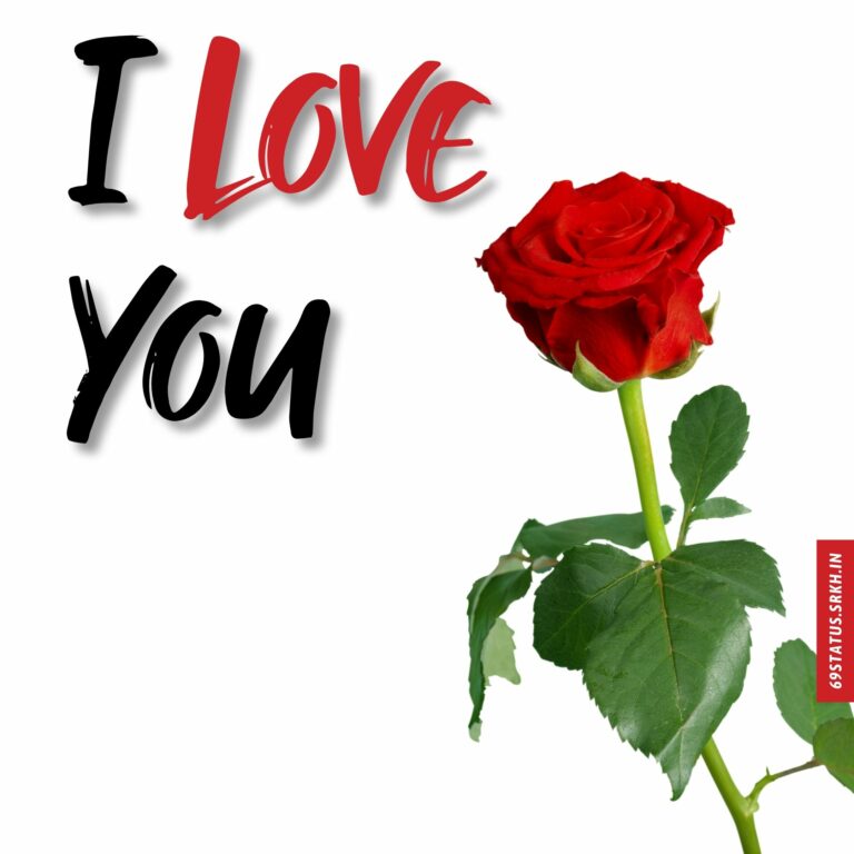 Rose images with I Love You full HD free download.