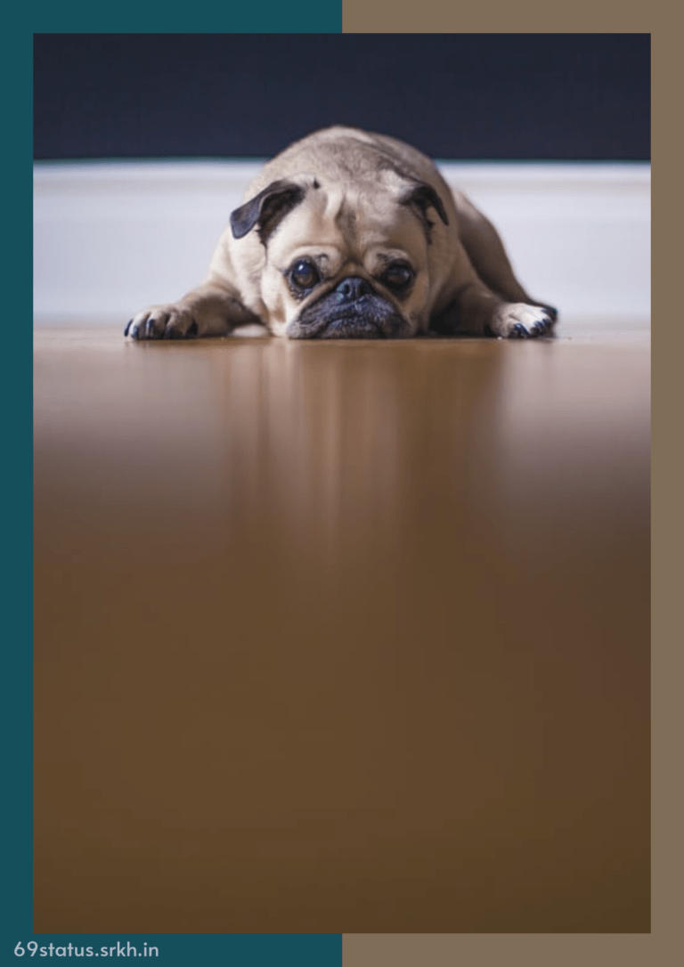 Sad Background images hd Lazy and Sad Dog full HD free download.