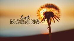 Sweet Morning Beautiful Flower Image