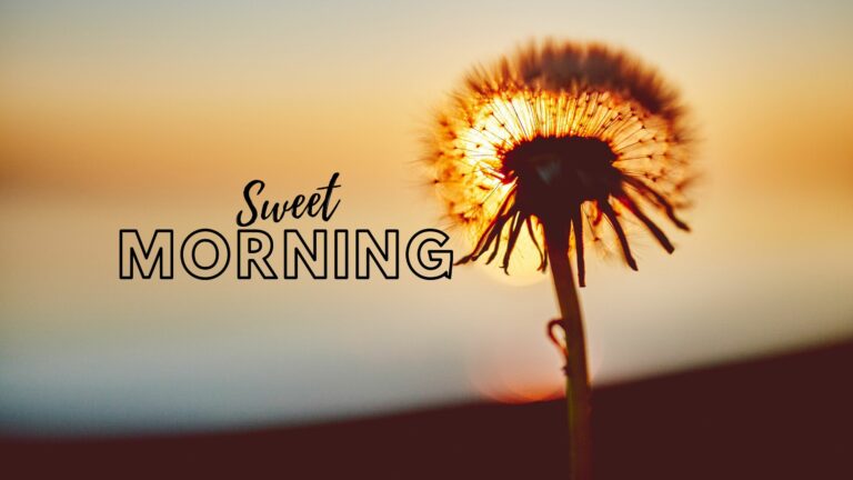 Sweet Morning Beautiful Flower Image full HD free download.