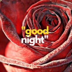 Sweet rose Good Night image