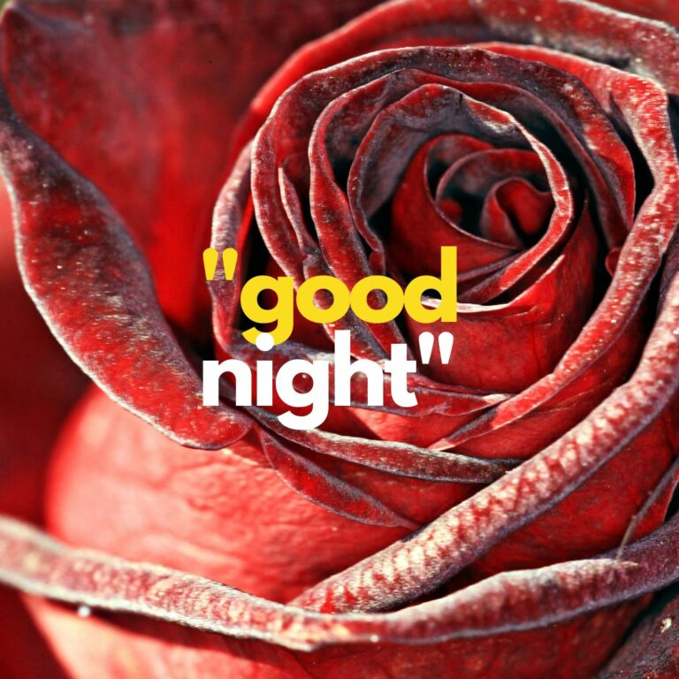 Sweet rose Good Night image full HD free download.