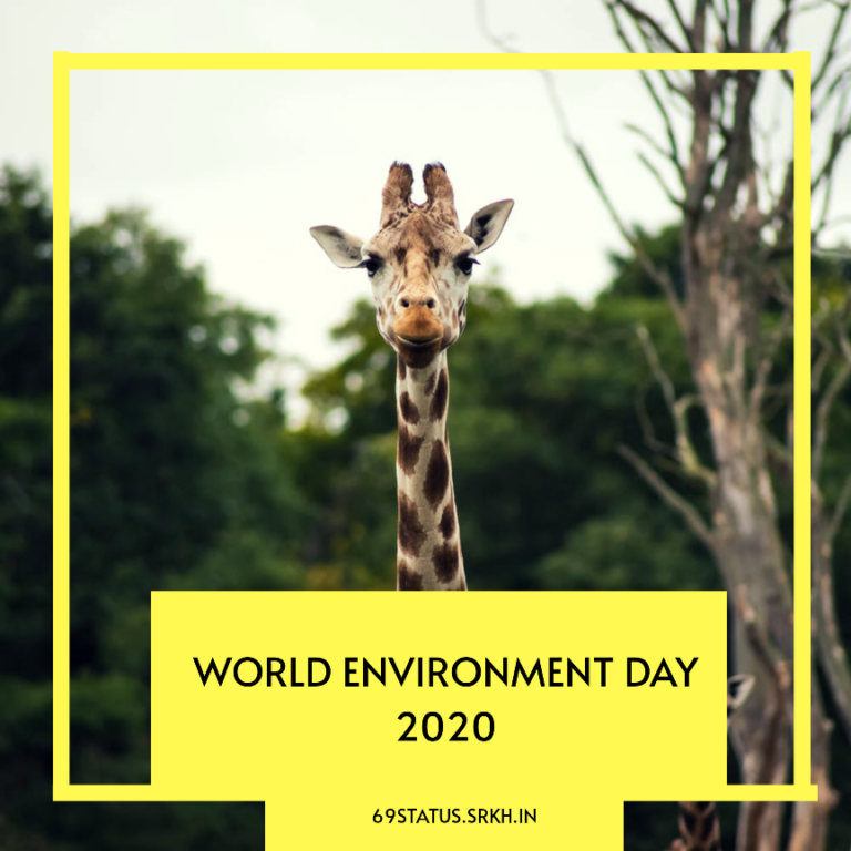 World Environment Day 2020 Images Giraffe full HD free download.