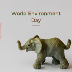 World Environment Day 3D Images 3D Elephant