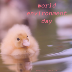 World Environment Day Best Images Little Chicken