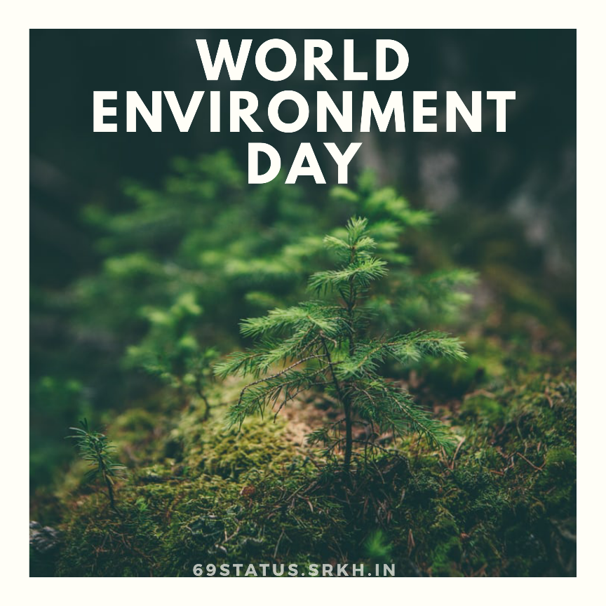 World Environment Day Images HD Trees