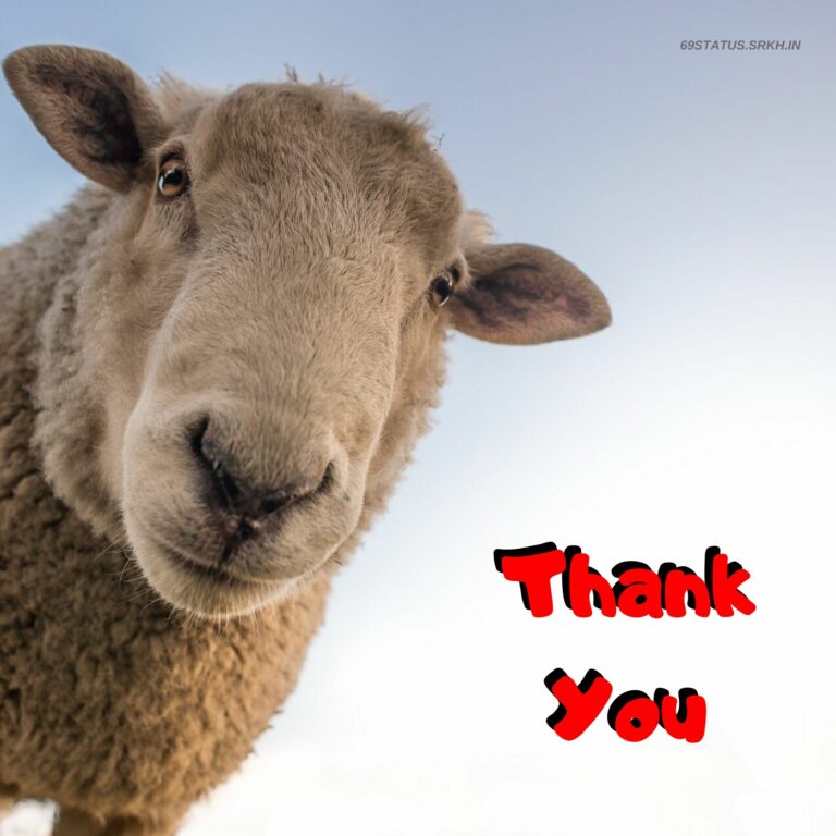 Thank You Funny Images Sheep full HD free download.