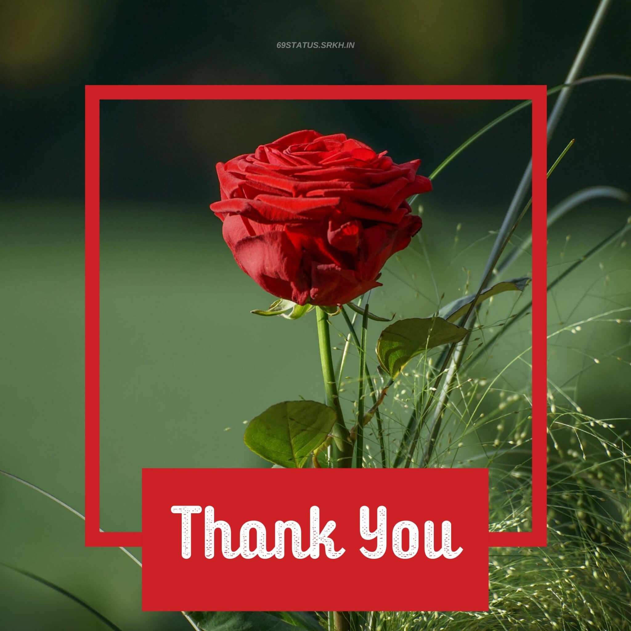 Thank You Images with Flowers