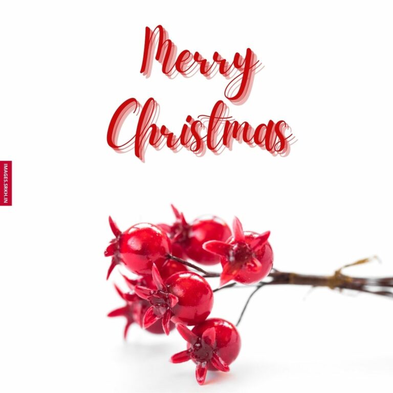 Christmas Flowers Images full HD free download.