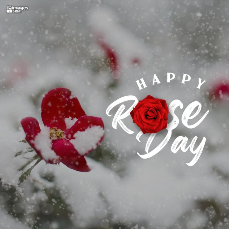 Happy Rose Day Image Hd Download 10 full HD free download.