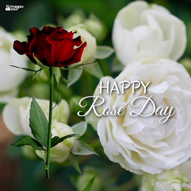 Happy Rose Day Image Hd Download 3 full HD free download.