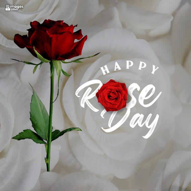Happy Rose Day Image Hd Download 4 full HD free download.