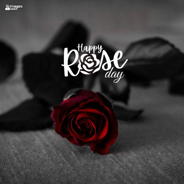 Happy Rose Day Image Hd Download 40 full HD free download.