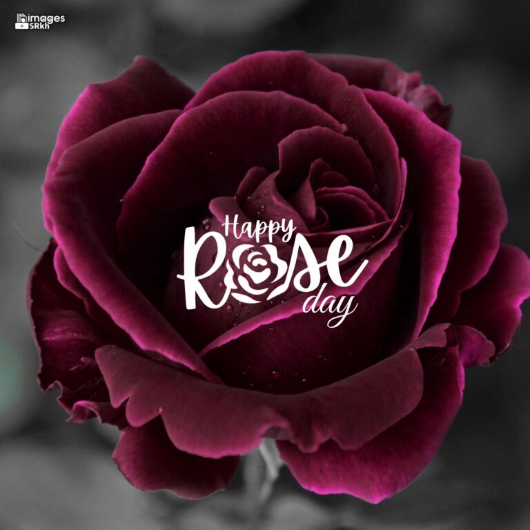 Happy Rose Day Image Hd Download 41 full HD free download.