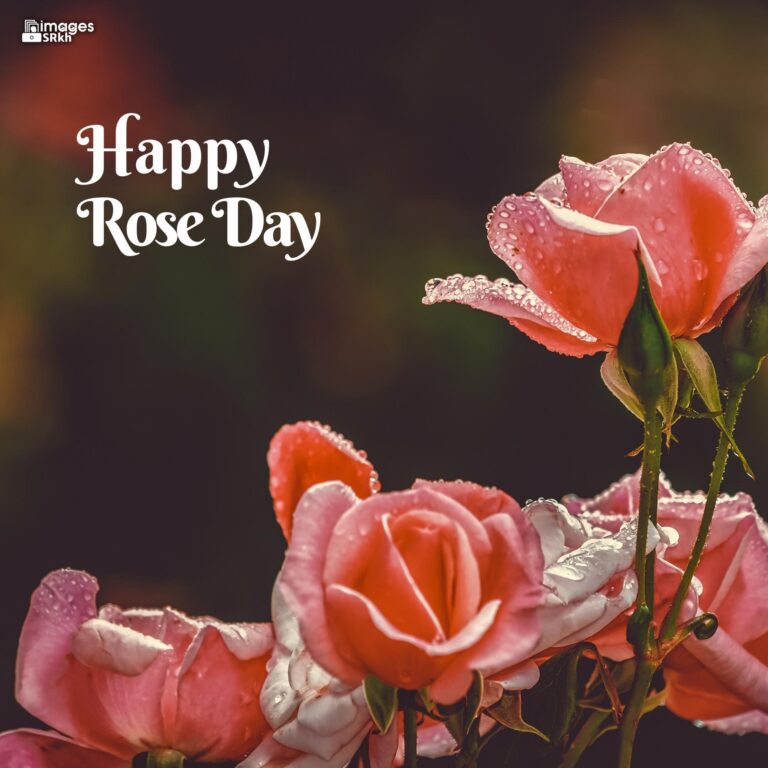 Happy Rose Day Image Hd Download 82 full HD free download.